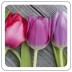 Motif tulip